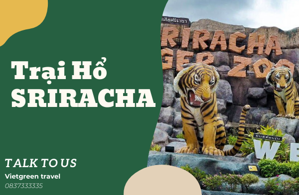 Trại hổ Sriracha - nơi sinh sống của những chúa sơn lâm