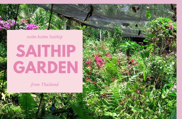 Ngất ngây trước vẻ đẹp của vườn bướm Saithip