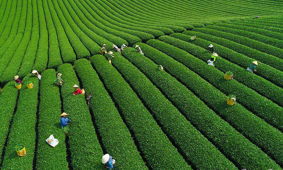 Tour Hà Nội - Mộc Châu Teambuilding 2 ngày 1 đêm