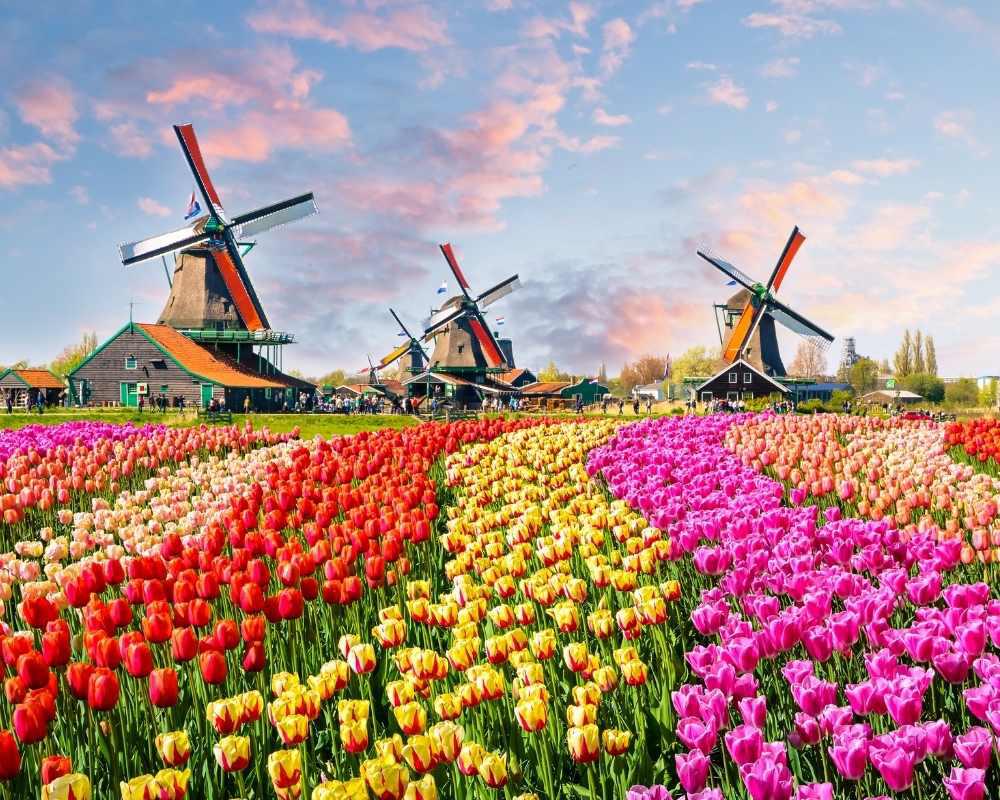 Dịch vụ visa Hà Lan công tác nhanh