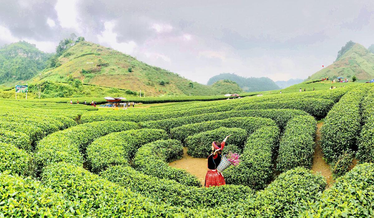 TOUR HÀ NỘI - MỘC CHÂU - TÀ XÙA