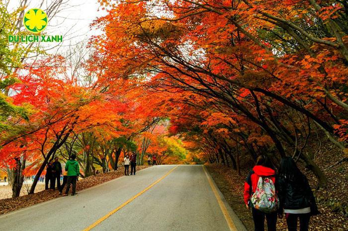 Tour du lịch Đà Lạt mùa thu 3 ngày ngắm hoa dã quỳ rực rỡ