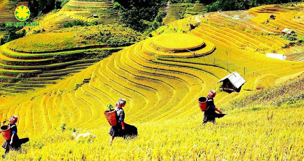 Tour Sapa mùa thu 3 ngày | KH: Hồ Chí Minh