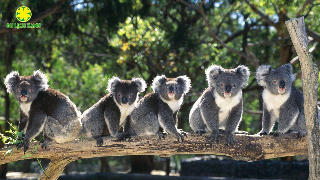 Du Lịch Xanh, Tour du lịch Úc Hà Nội - Sydney - Melbourne 8 ngày, Tour du lịch Úc, du lịch Úc, Tour du lịch Úc 8 ngày 7 đêm