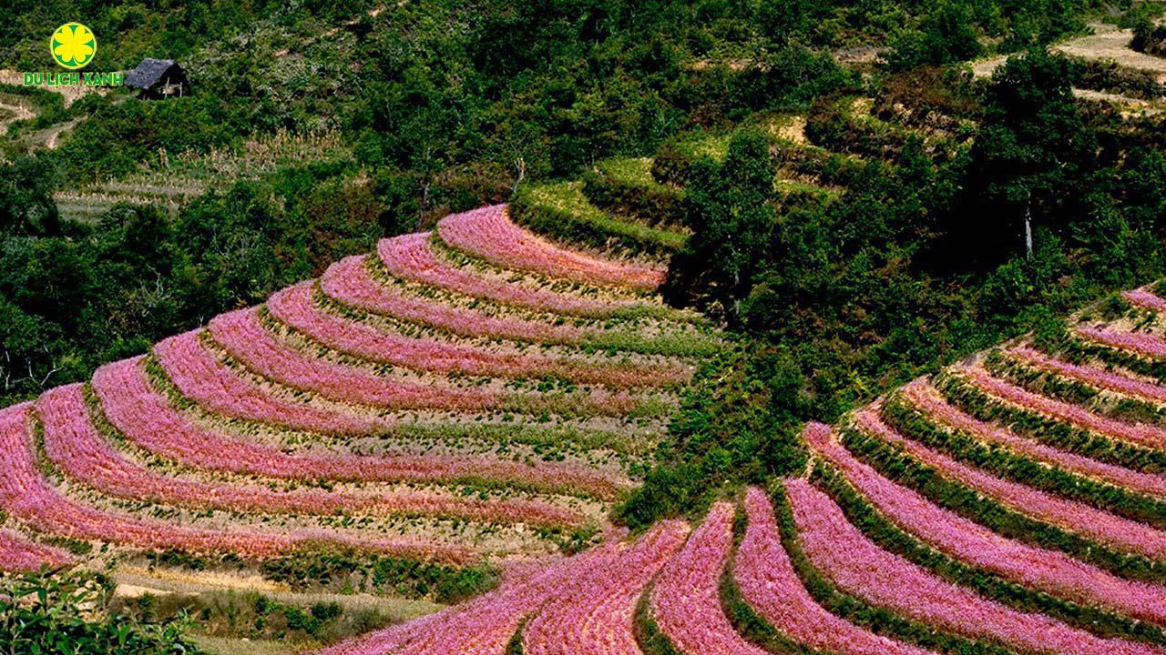 Tour hoa tam giác mạch từ Sài Gòn, Tour Hà Giang mùa hoa tam giác mạch, Tour ngắm hoa tam giác mạch ở Hà Giang, Tour du lịch Hà Giang mùa hoa tam giác mạch, Du Lịch Xanh