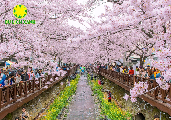 Tour du lịch hoa anh đào Hàn Quốc 2024 từ Nha Trang