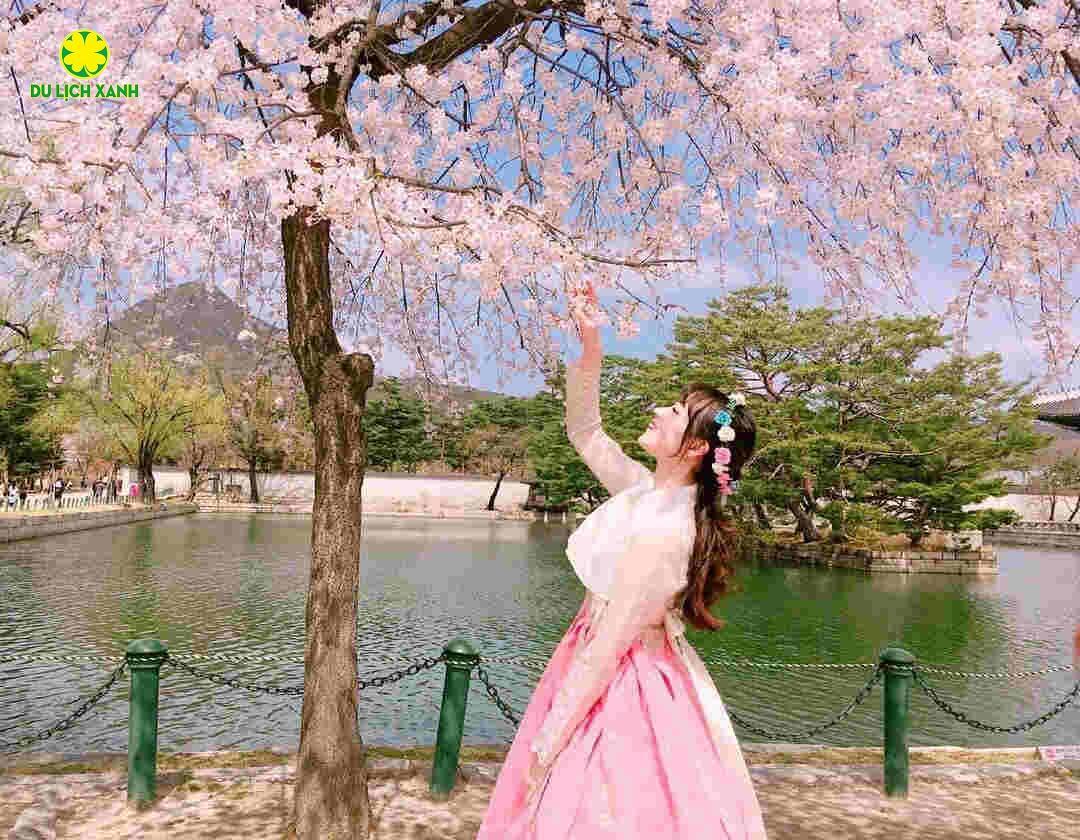 Tour Hoa Anh Đào Hàn Quốc Hà Nội - Seoul-Nami- Everland-Ngắm Hoa Anh Đào Công Viên Yeouido, Tour Hoa Anh Đào Hàn Quốc, Du Lịch Xanh
