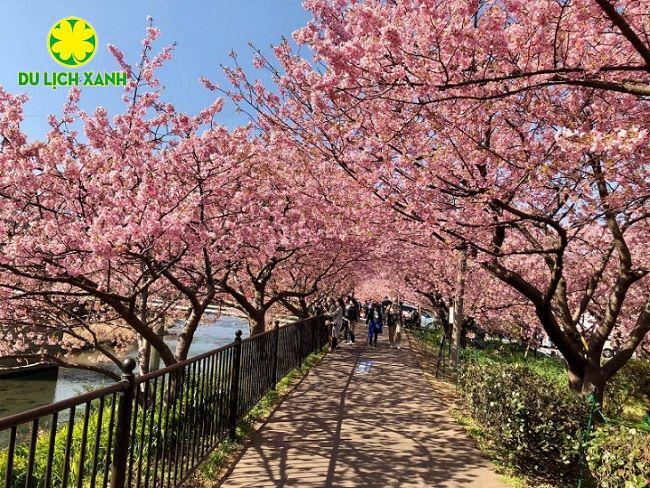 Tour Du Lịch Nhật Bản Mùa Hoa Anh Đào 2025, du lịch Nhật, Du Lịch Xanh