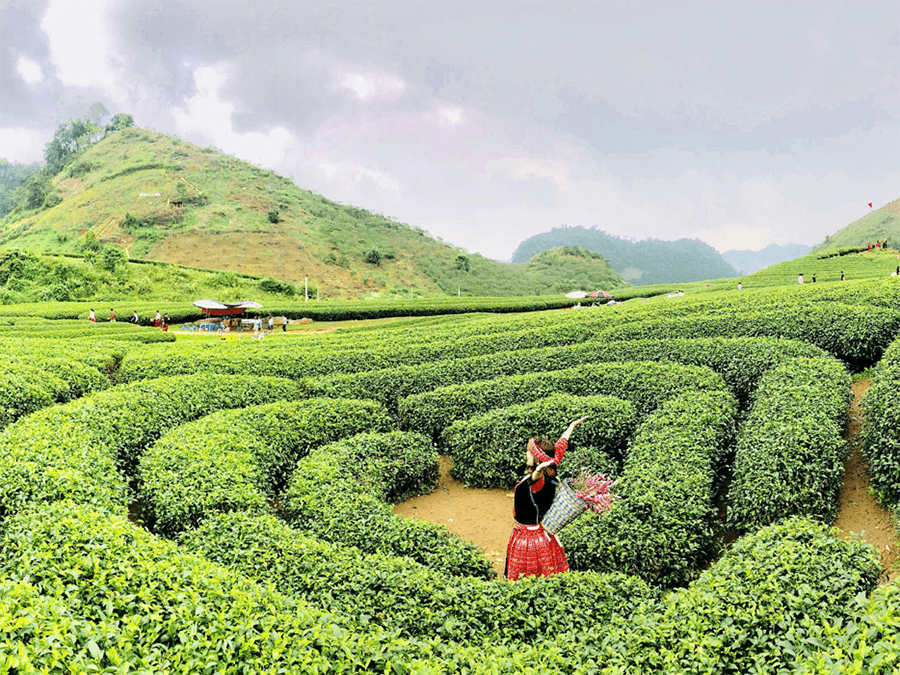 Tour Du lịch Mộc Châu 2 ngày 1 đêm 