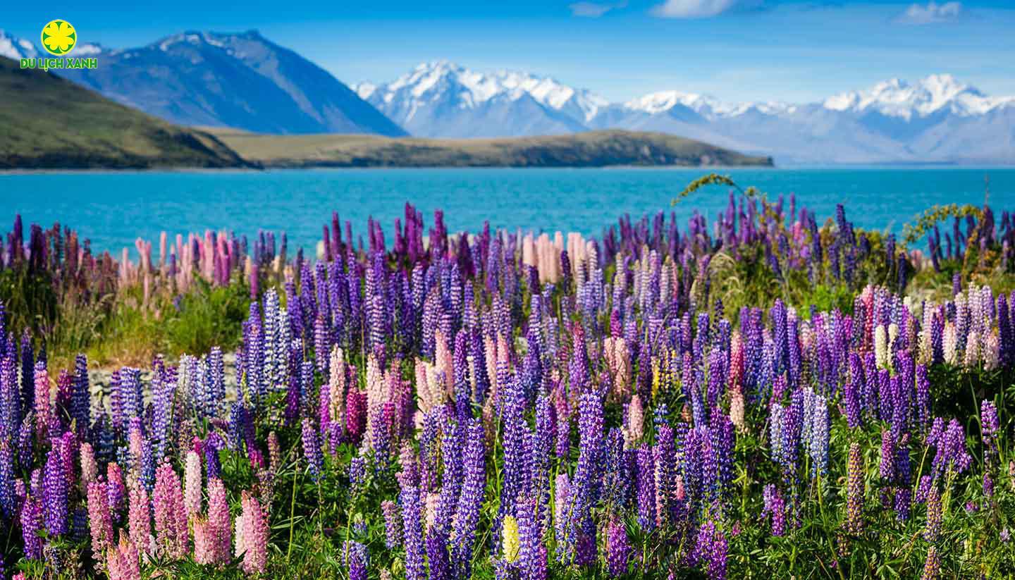 Tour Du Lịch Độc Lạ khám phá New Zealand toàn cảnh 11 ngày