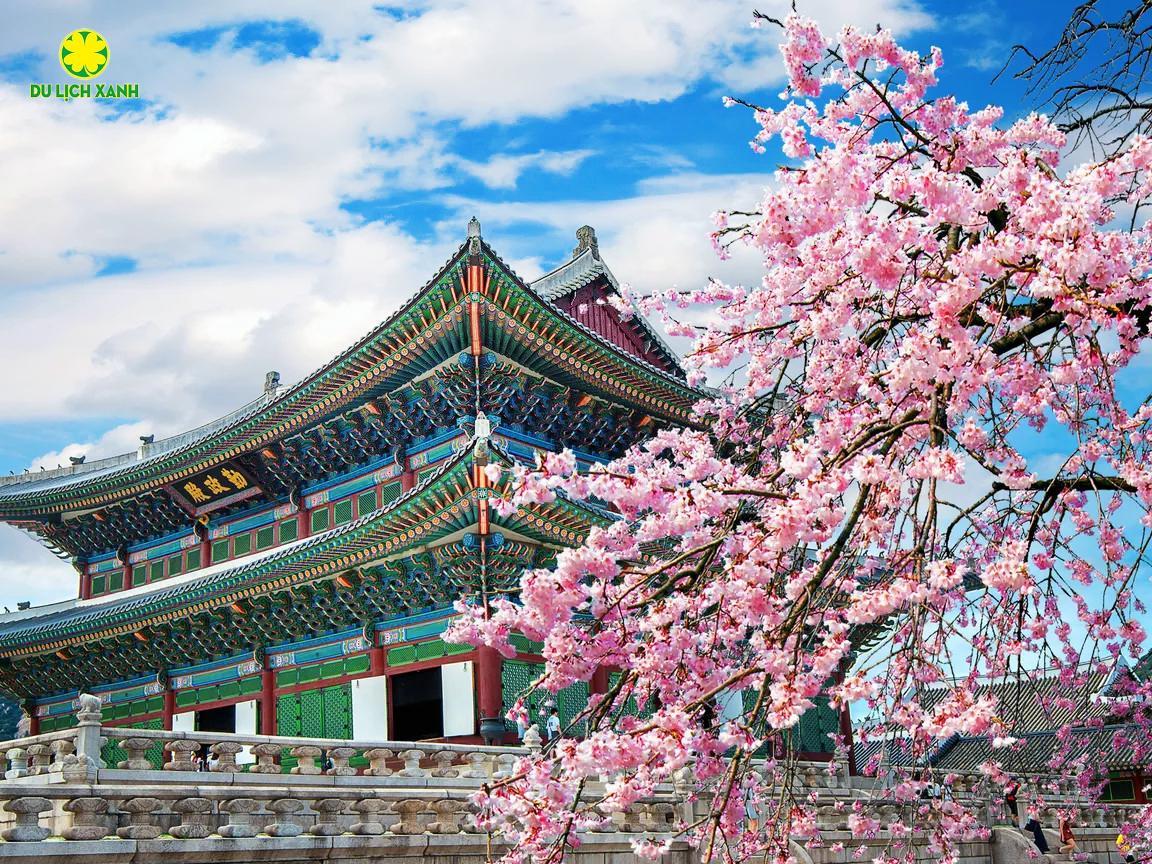 Tour du lịch hoa anh đào Hàn Quốc 2024 từ Nha Trang, Tour Hàn Quốc hoa anh đào 5 ngày từ Canh Ranh, Tour hoa anh đào Hàn Quốc, Du Lịch Xanh