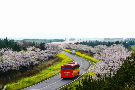 du lịch đảo Jeju, Du Lịch Xanh, lễ hội nổi bật đảo Jeju