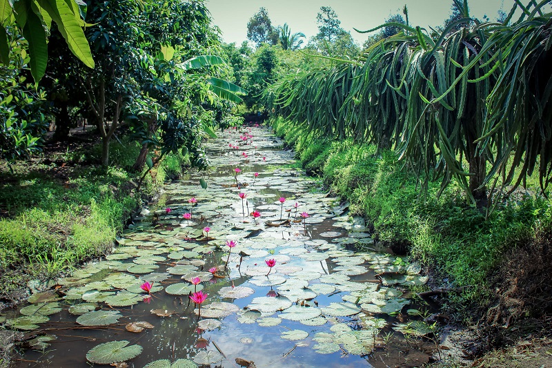 Tour Cần Thơ,  Du Lịch Cần Thơ, Tour du lịch Cần Thơ, Tour Cần Thơ ghép đoàn, Tour đi Cần Thơ, Chợ nổi Cái Răng