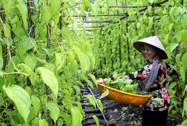  Tour Hậu Giang, Tour khởi hành đi Hậu Giang, Du Lịch Hậu Giang, Tour du lịch Hậu Giang, Lịch trình tour đi Hậu Giang, Tour Hậu Giang ghép đoàn, Tour đi Hậu Giang, Du lịch Hậu Giang uy tín, Tour Hậu Giang cuối tuần