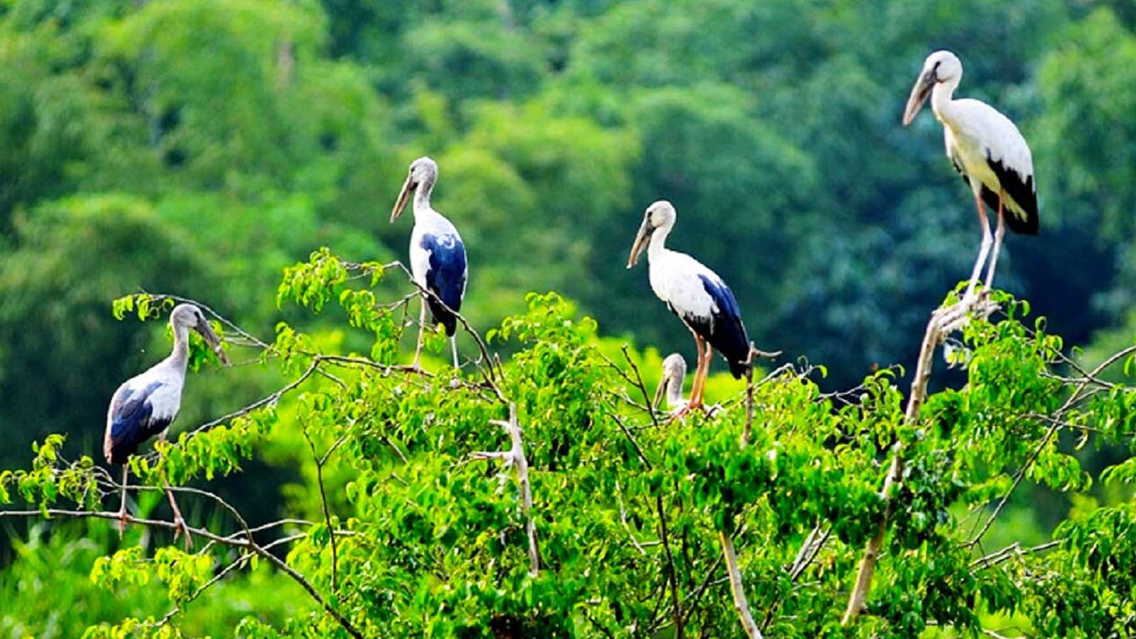 Tour Sóc Trăng, Tour khởi hành đi Sóc Trăng, Du Lịch Sóc Trăng, Tour du lịch Sóc Trăng, Lịch trình tour đi Sóc Trăng, Tour Sóc Trăng ghép đoàn, Tour đi Sóc Trăng, Du lịch Sóc Trăng uy tín, Tour Sóc Trăng cuối tuần