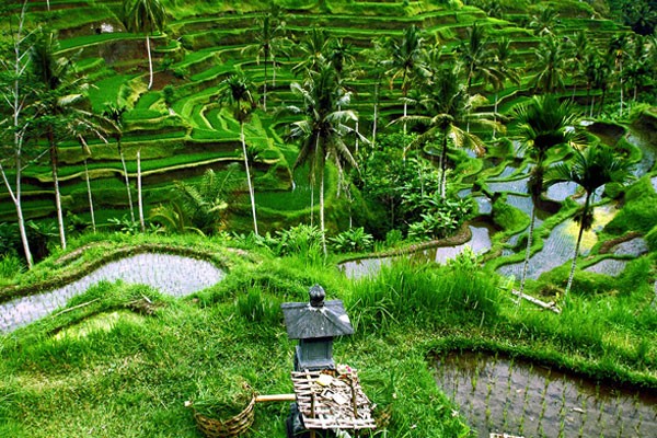 Tour Hồ Chí Minh - Indonesia 4 ngày, Tour Hồ Chí Minh Đảo Bali 4 ngày, Tour Đảo Bali 4 ngày