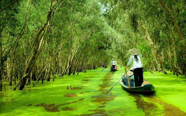 Kinh nghiệm du lịch rừng tràm Trà Sư, Rừng tràm Trà Sư, Lướt xuồng ba lá ở rừng tràm Trà Sư, Hướng dẫn du lịch rừng tràm Trà Sư, Du Lịch Xanh