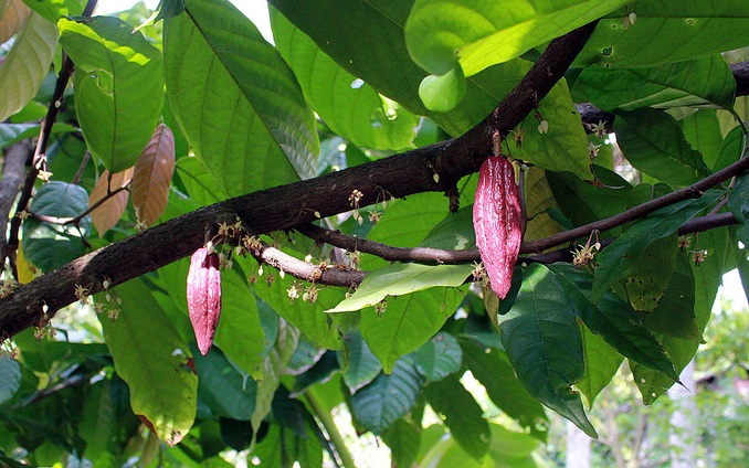 Tham quan vườn ca cao Tiền Giang, Trải nghiệm làm chocolate Tiền Giang, Tour du lịch ca cao Tiền Giang, Tour trải nghiệm làm chocolate Tiền Giang, Du Lịch Xanh